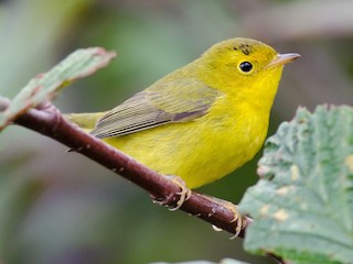  - Wilson's Warbler