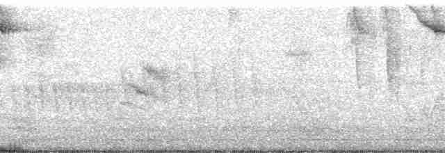 Bakır Belli Kolibri - ML64916