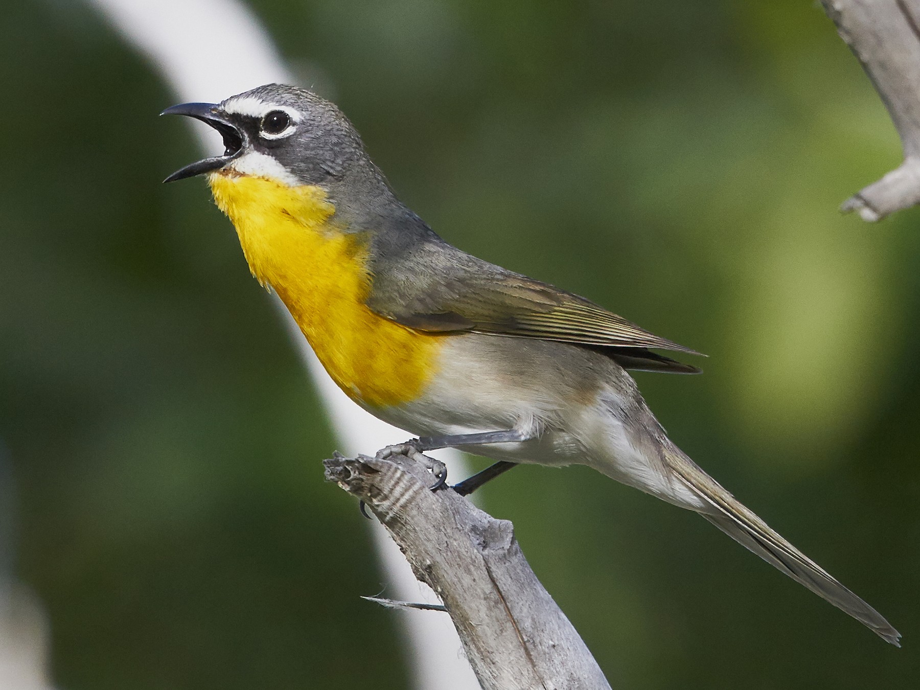 Yellow-breasted Chat - Brooke Miller