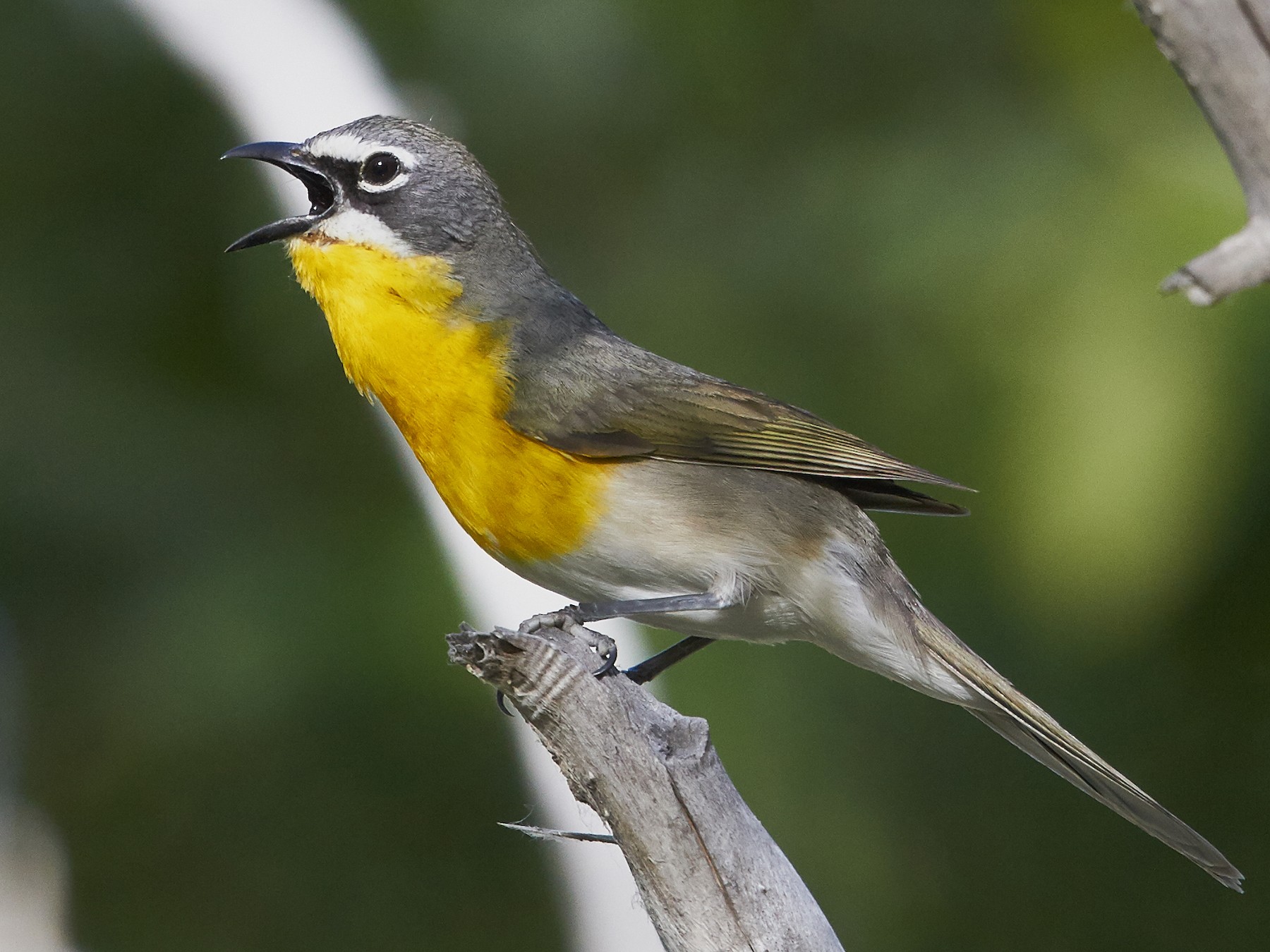 Yellowbreasted Chat Identification All About Birds