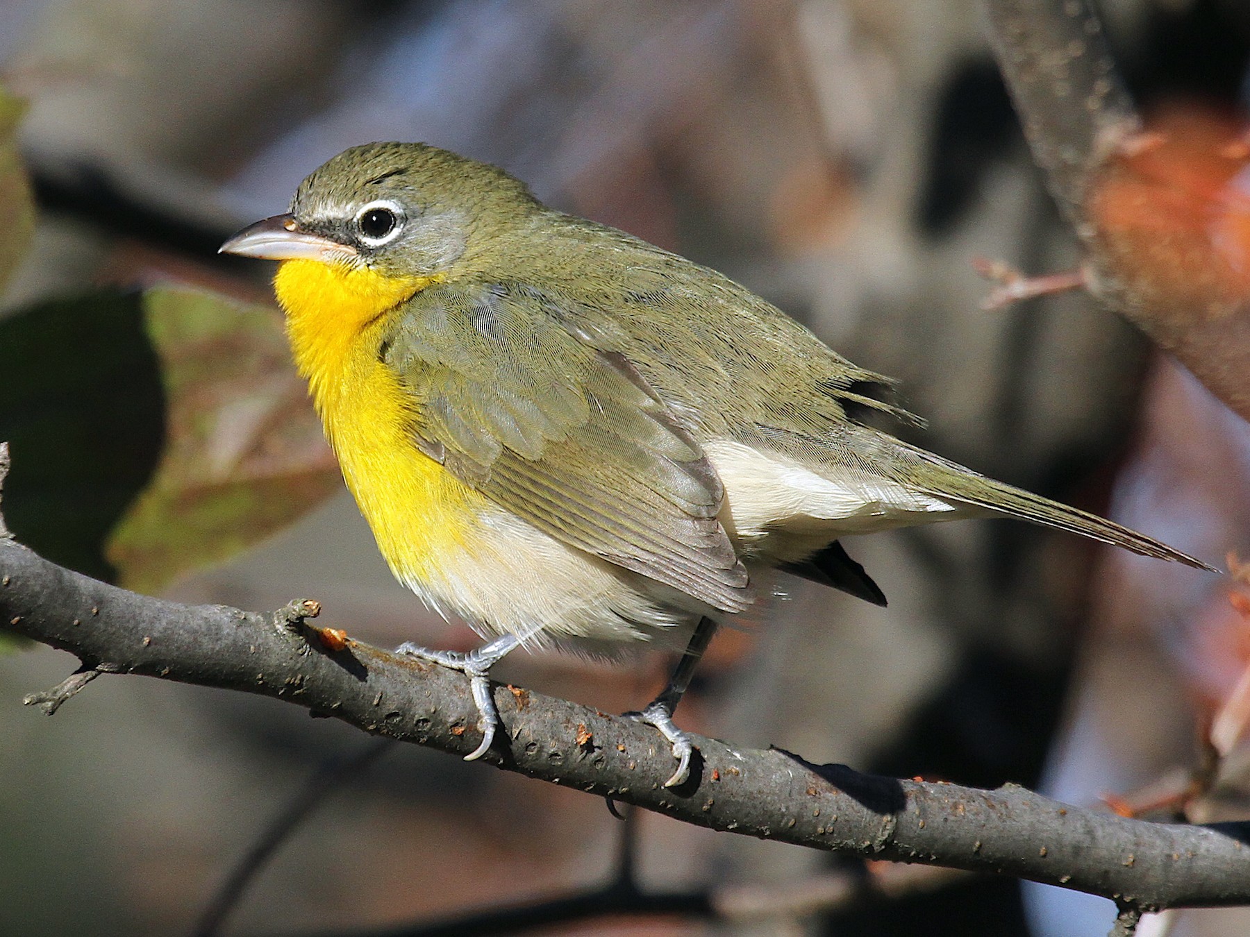 Yellow-breasted Chat - Ryan Schain