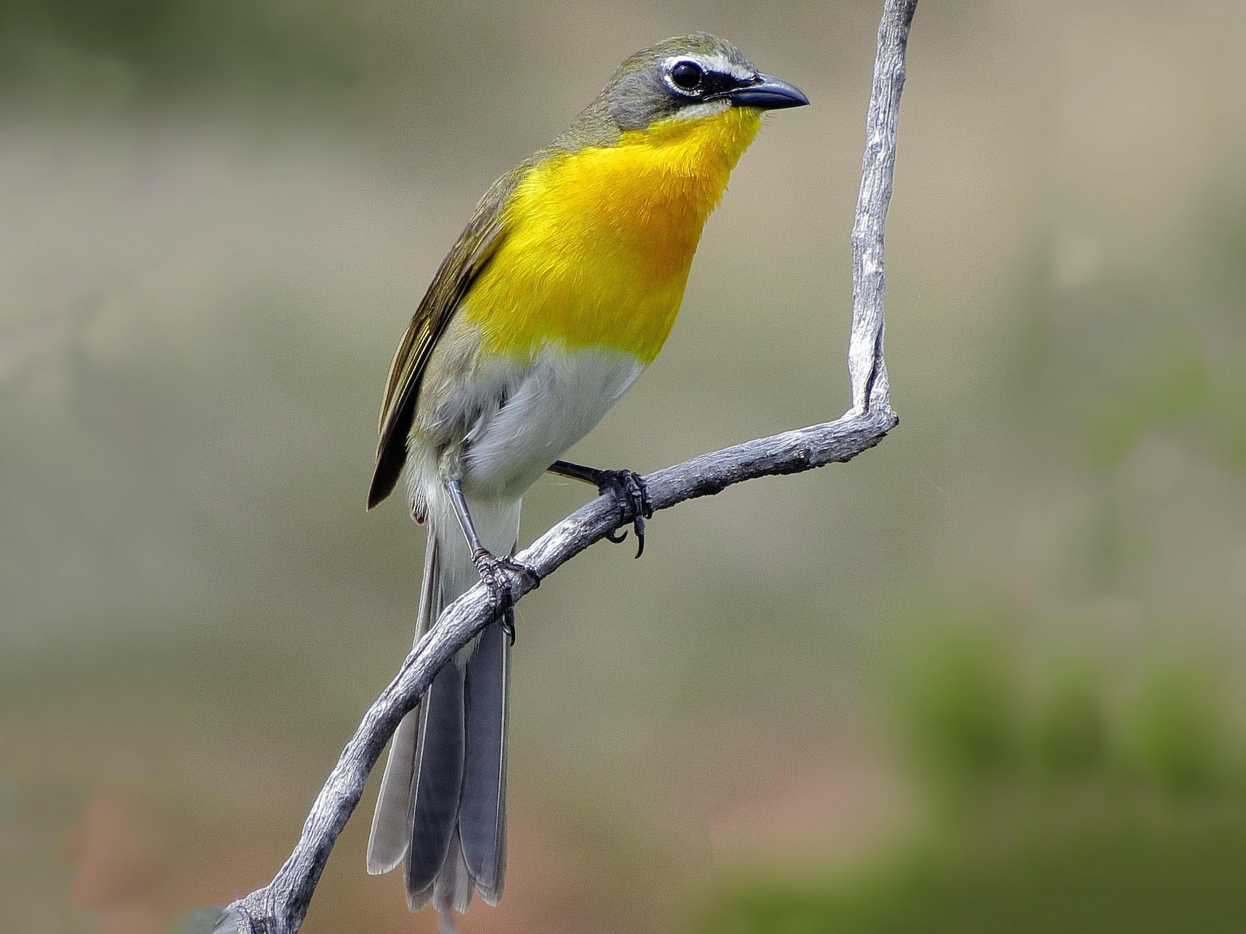 Yellow-breasted Chat - Kent Jensen