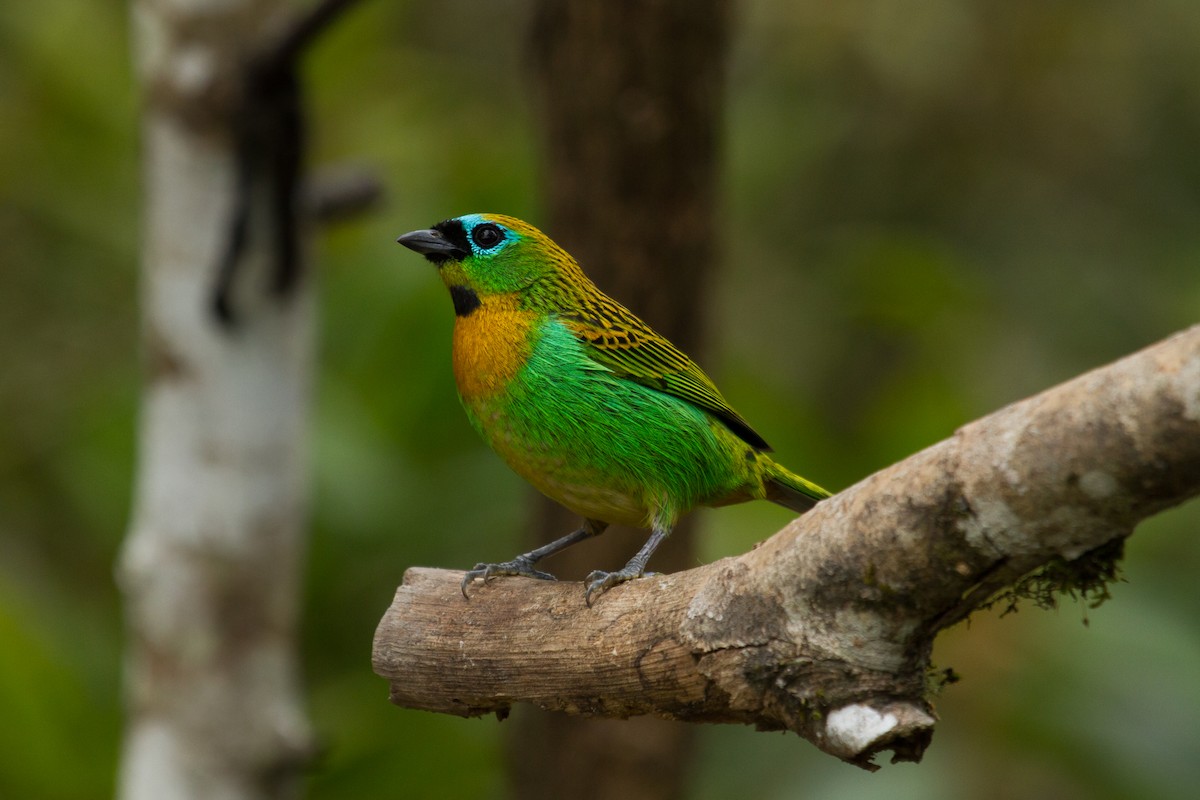 Brassy-breasted Tanager - ML64916421