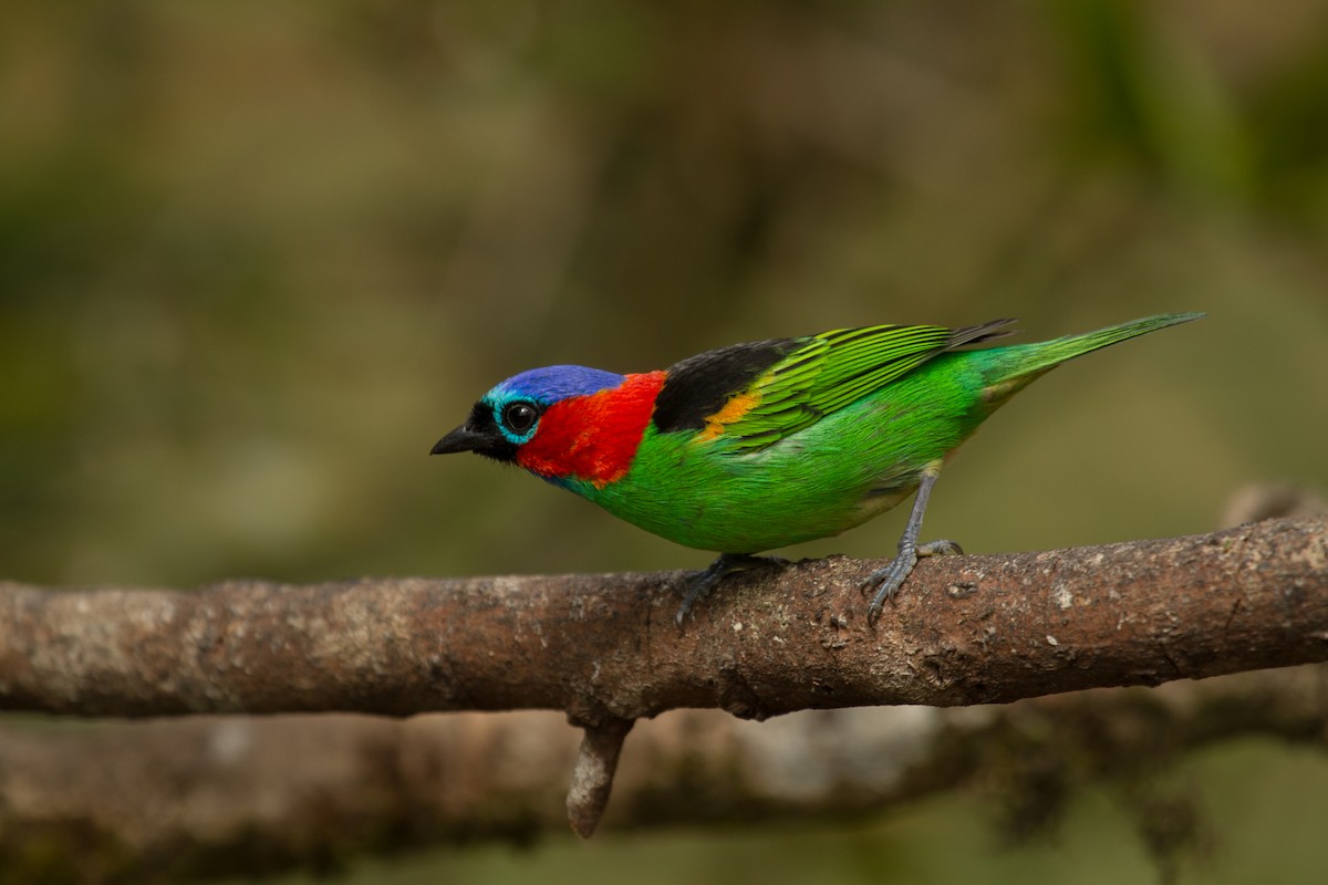 Red-necked Tanager - ML64916471