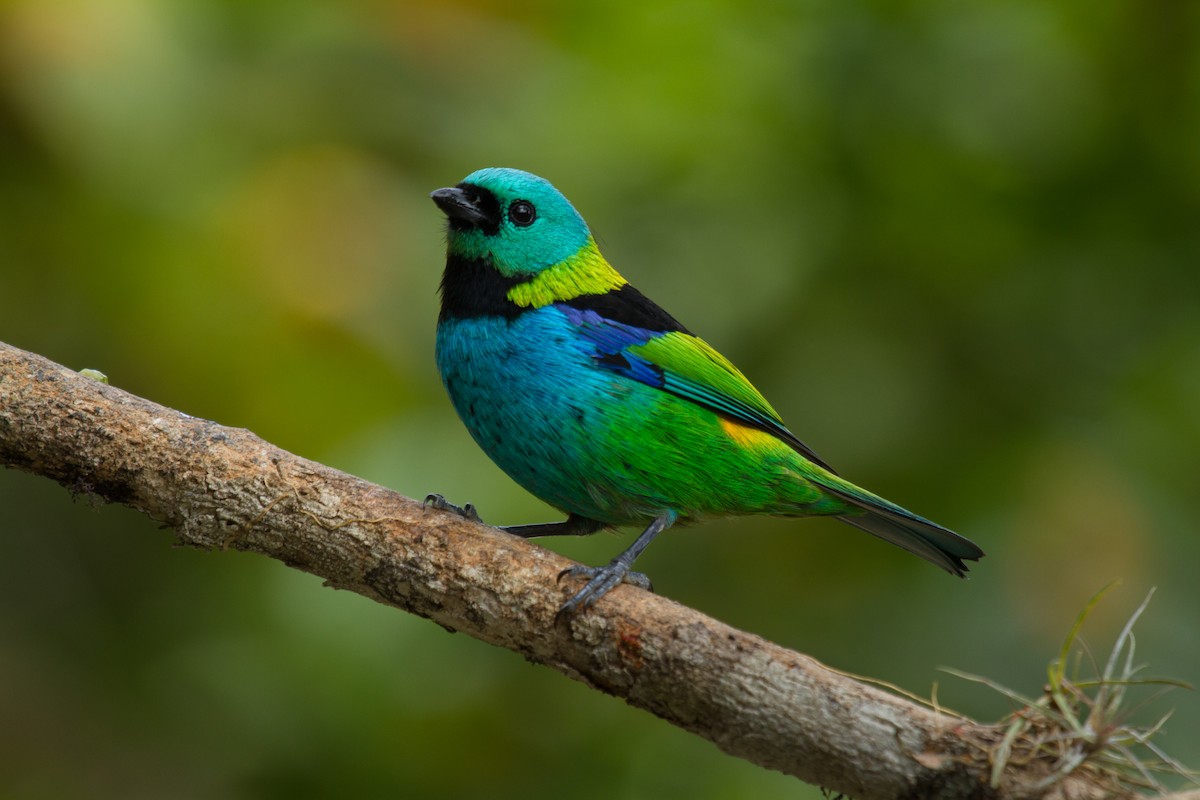 Green-headed Tanager - ML64916501