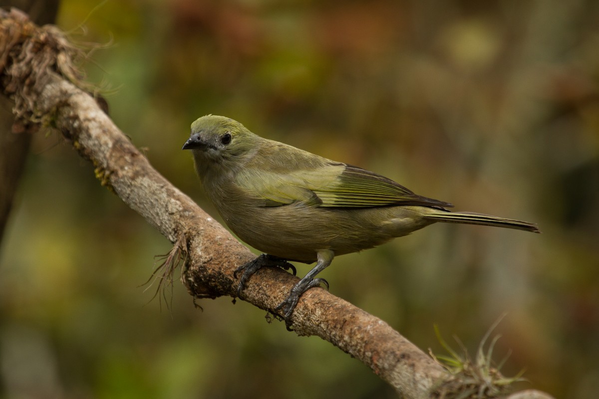 Palm Tanager - ML64916511