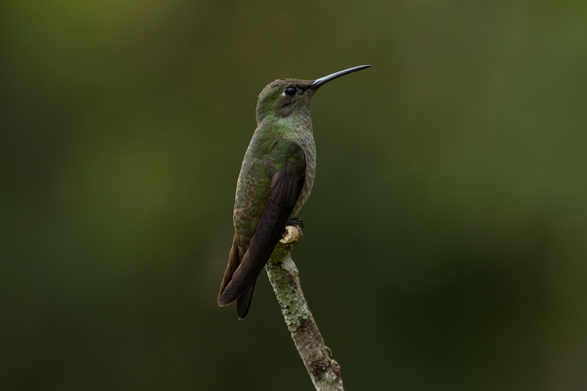 Sombre Hummingbird - Daniel Fernandes Perrella