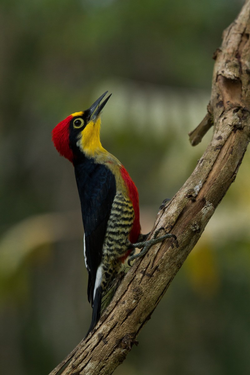 Yellow-fronted Woodpecker - ML64916951
