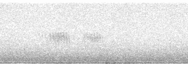 Weißbart-Helmkolibri - ML64920