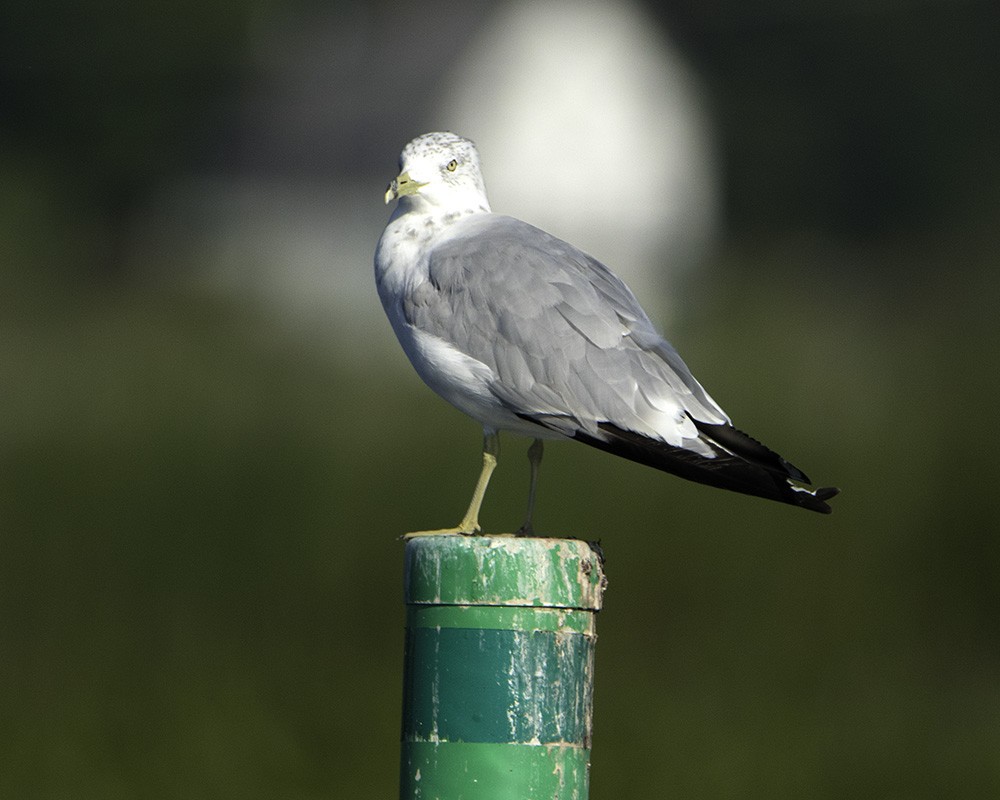 Ring-billed Gull - Marianne Taylor