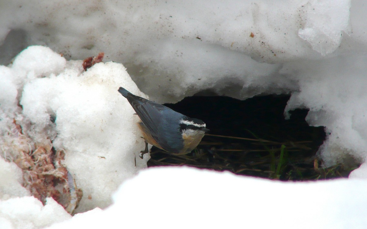Red-breasted Nuthatch - Tim Lenz