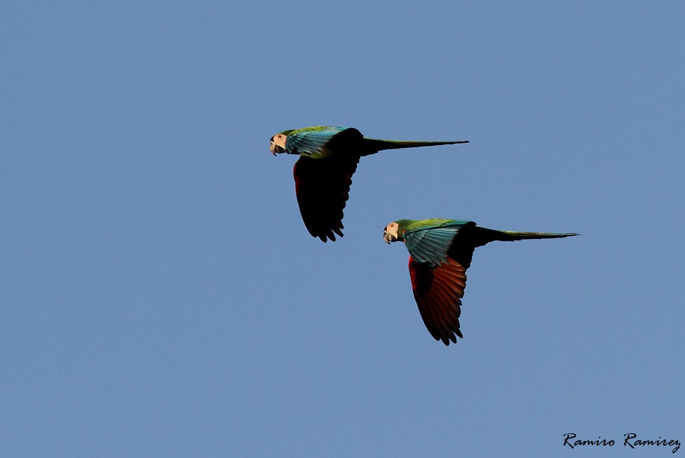 Chestnut-fronted Macaw - ML64933021