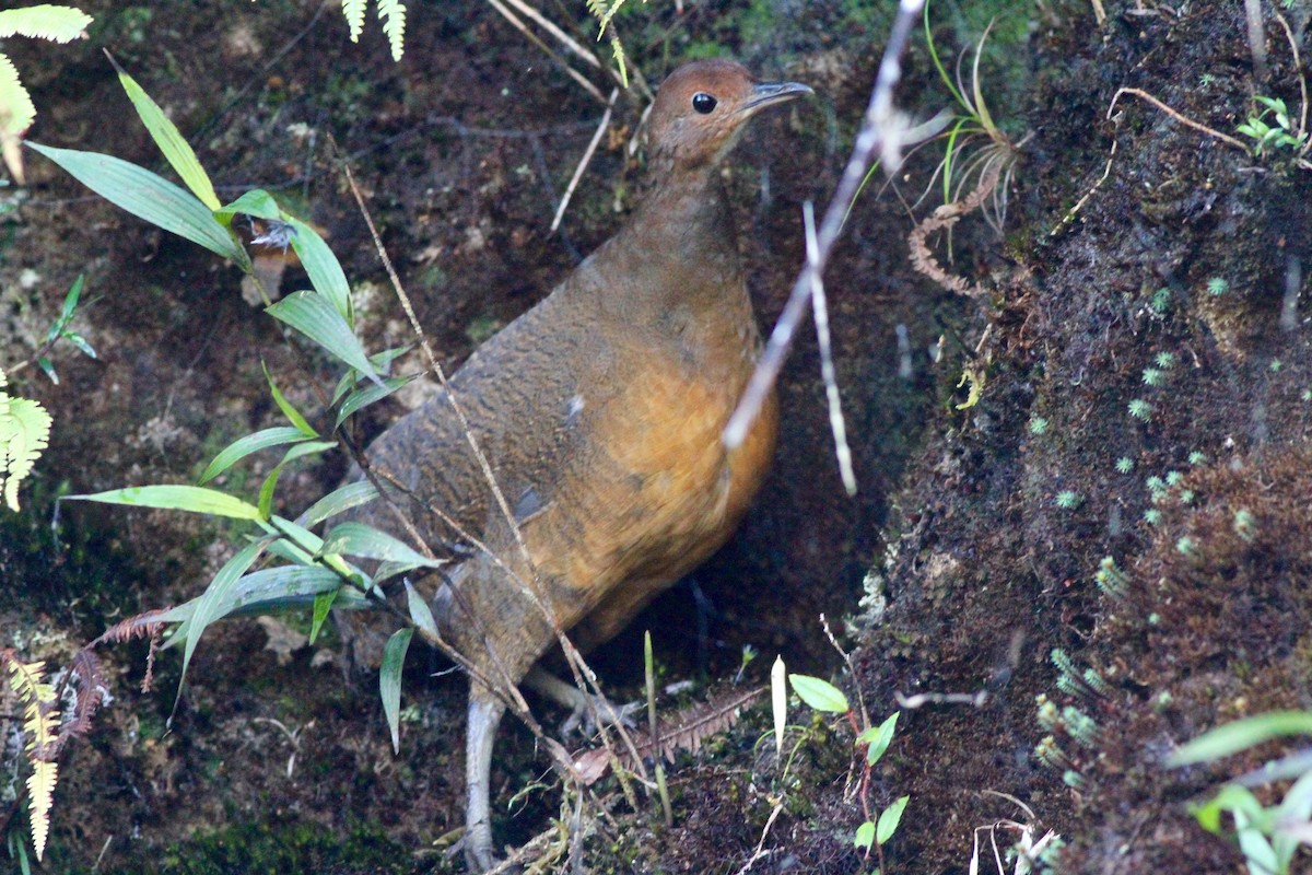 Tawny-breasted Tinamou - Anthony Collerton