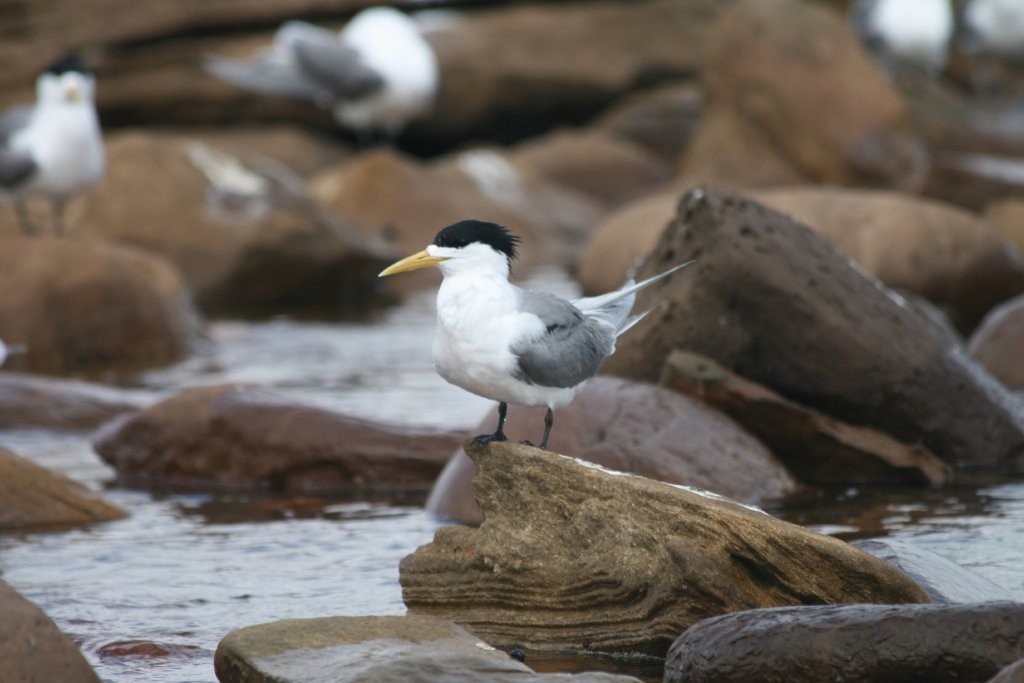 Great Crested Tern - ML64935521