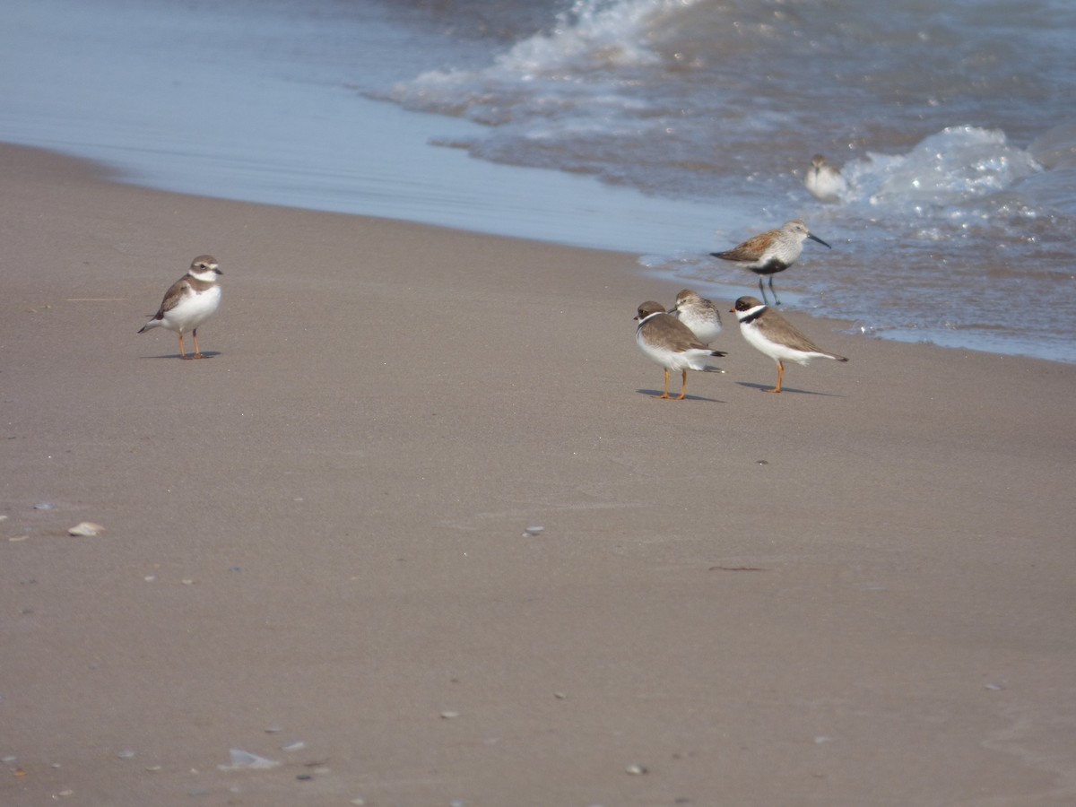 Semipalmated Plover - Bill Crins