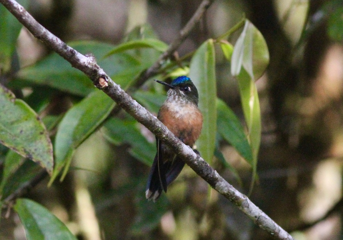 Violet-tailed Sylph - ML64936361