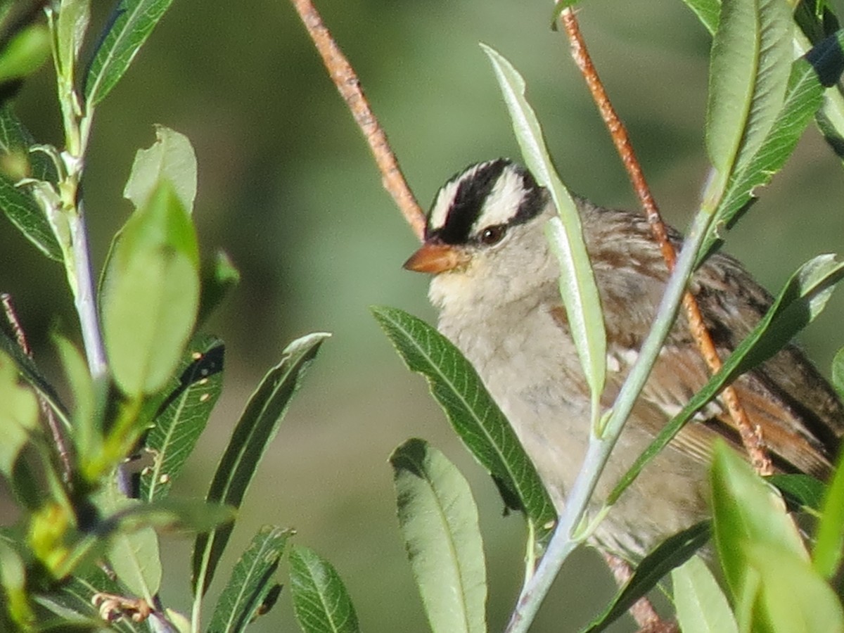 White-crowned Sparrow - ML64936601