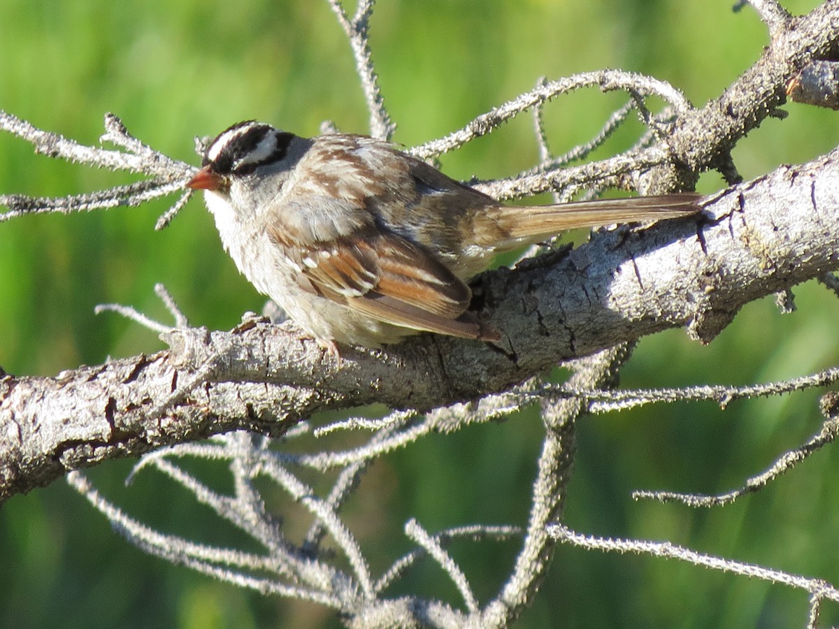 White-crowned Sparrow - ML64936651