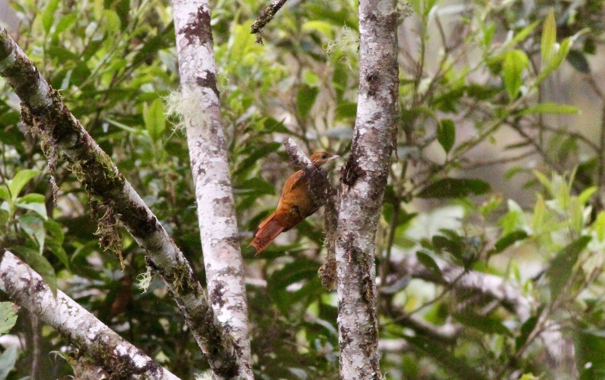 Fulvous-dotted Treerunner - ML64936841