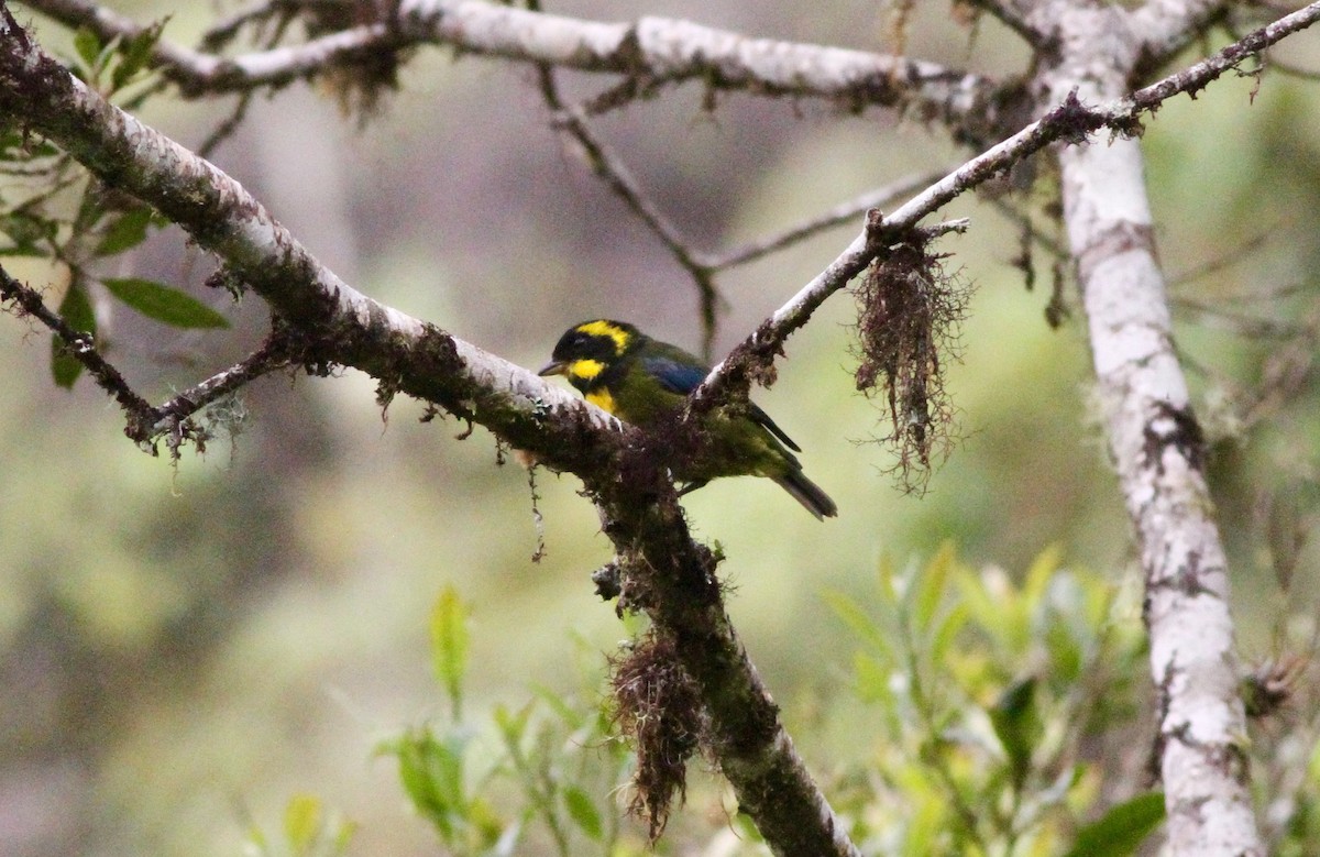 Gold-ringed Tanager - Anthony Collerton