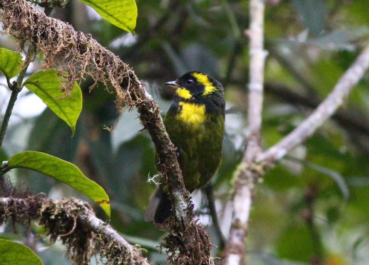 Gold-ringed Tanager - ML64937141