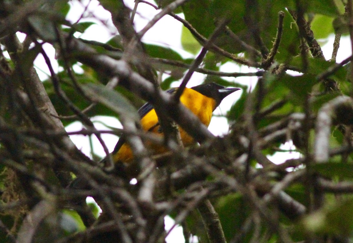 Black-chinned Mountain Tanager - ML64937151