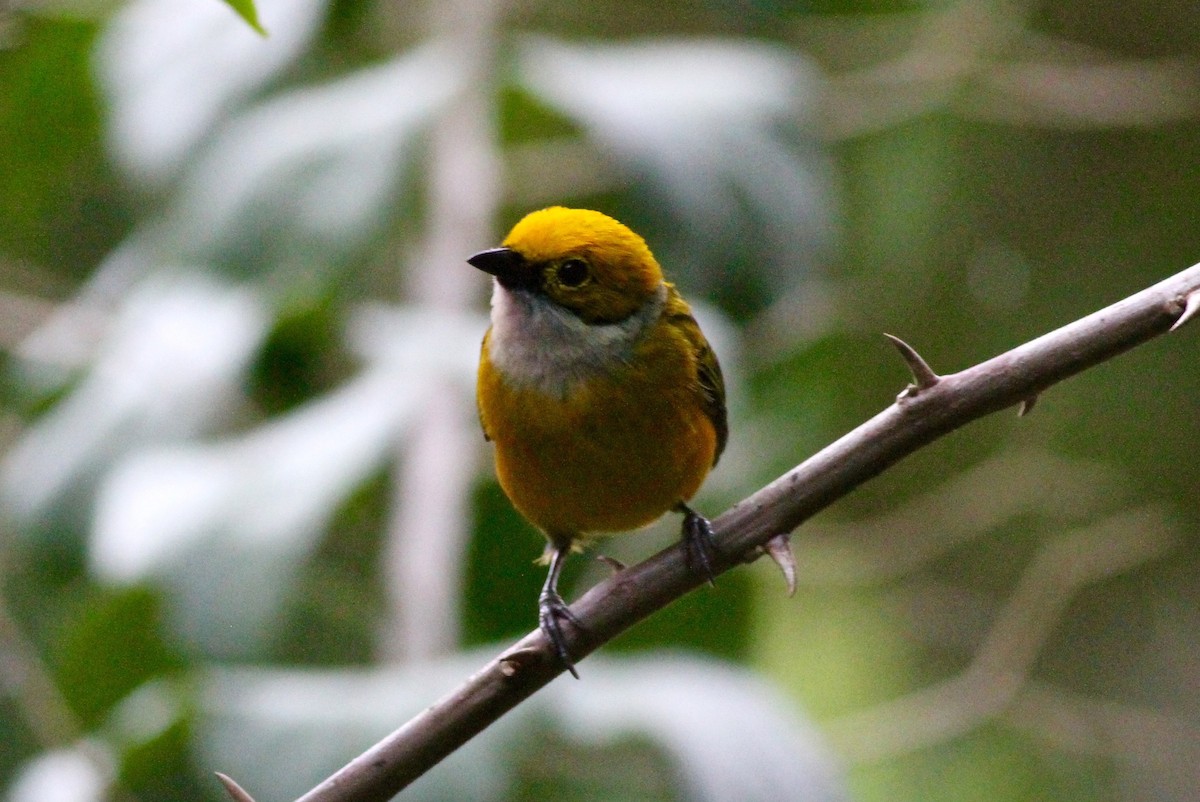 Silver-throated Tanager - ML64937271