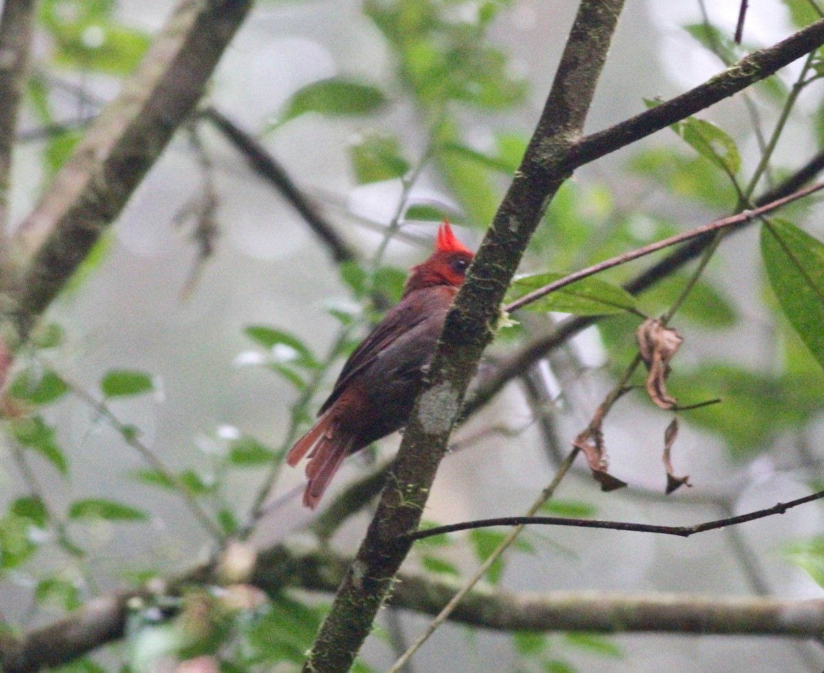 Crested Ant-Tanager - ML64939451
