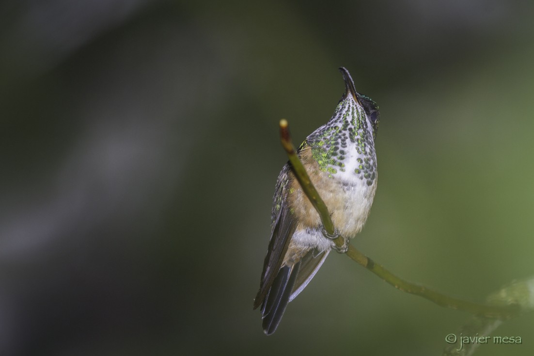 Scissor-tailed Hummingbird - ML64942501