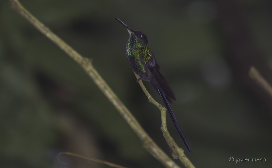 Scissor-tailed Hummingbird - ML64942541