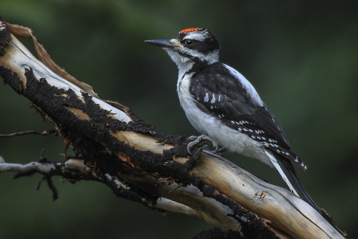 Hairy Woodpecker (Rocky Mts.) - Matthew Pendleton