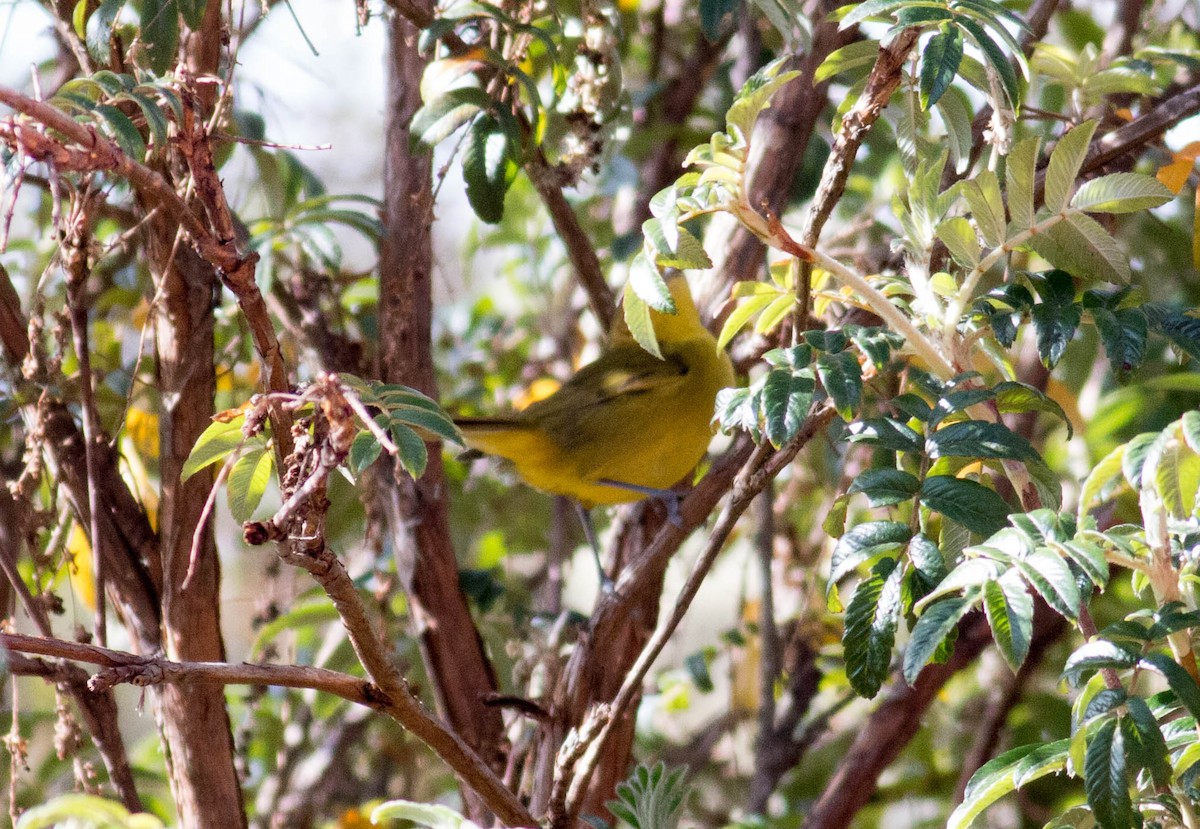 Rust-and-yellow Tanager - ML64946261