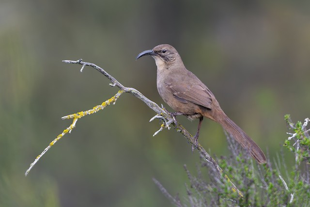 California Thrasher