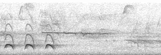 Trogon rosalba (groupe collaris) - ML64947