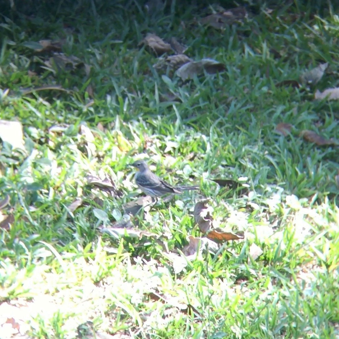 Yellow-rumped Warbler (Audubon's) - ML64947951