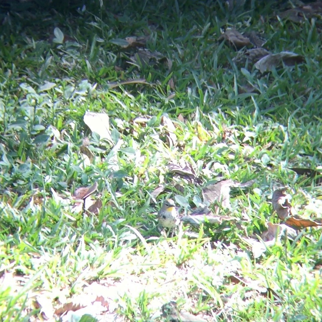Paruline à croupion jaune (auduboni) - ML64947961