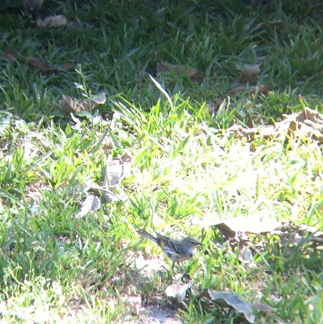Yellow-rumped Warbler (Audubon's) - ML64947971