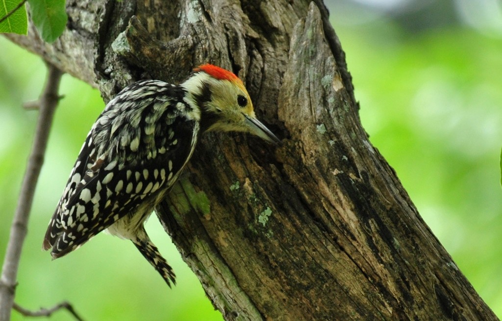 Yellow-crowned Woodpecker - Premchand Reghuvaran