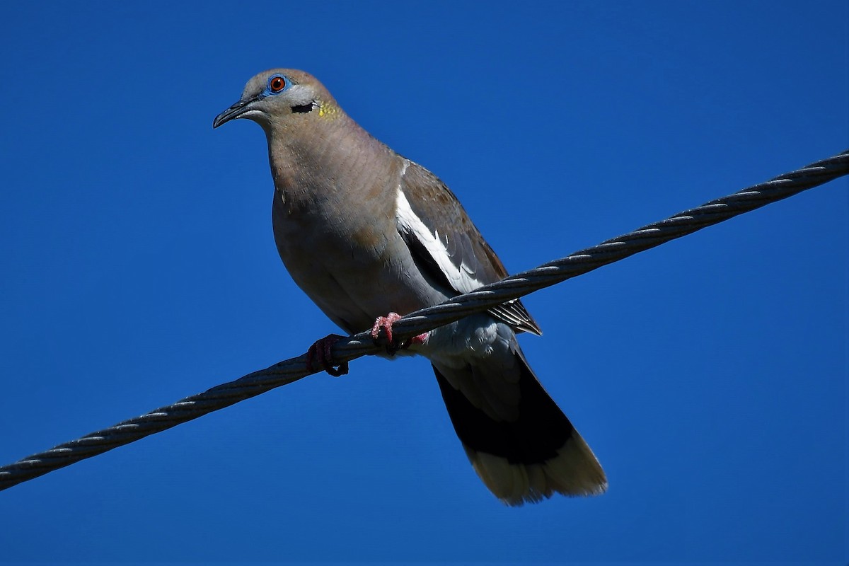 White-winged Dove - Bruce Cochrane