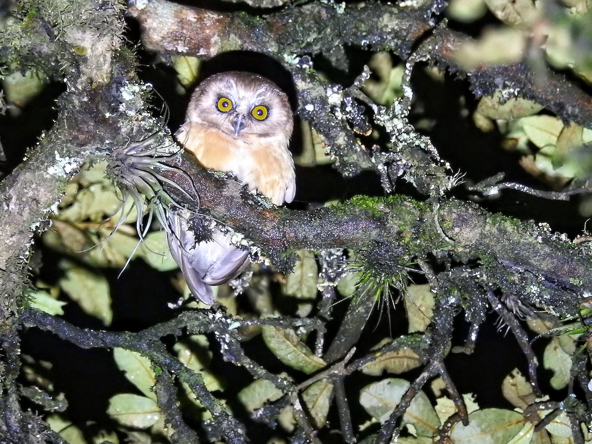 Unspotted Saw-whet Owl - ML64950501