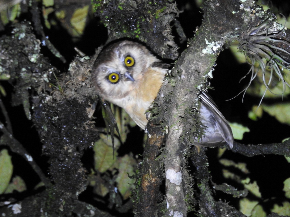 Unspotted Saw-whet Owl - ML64951161
