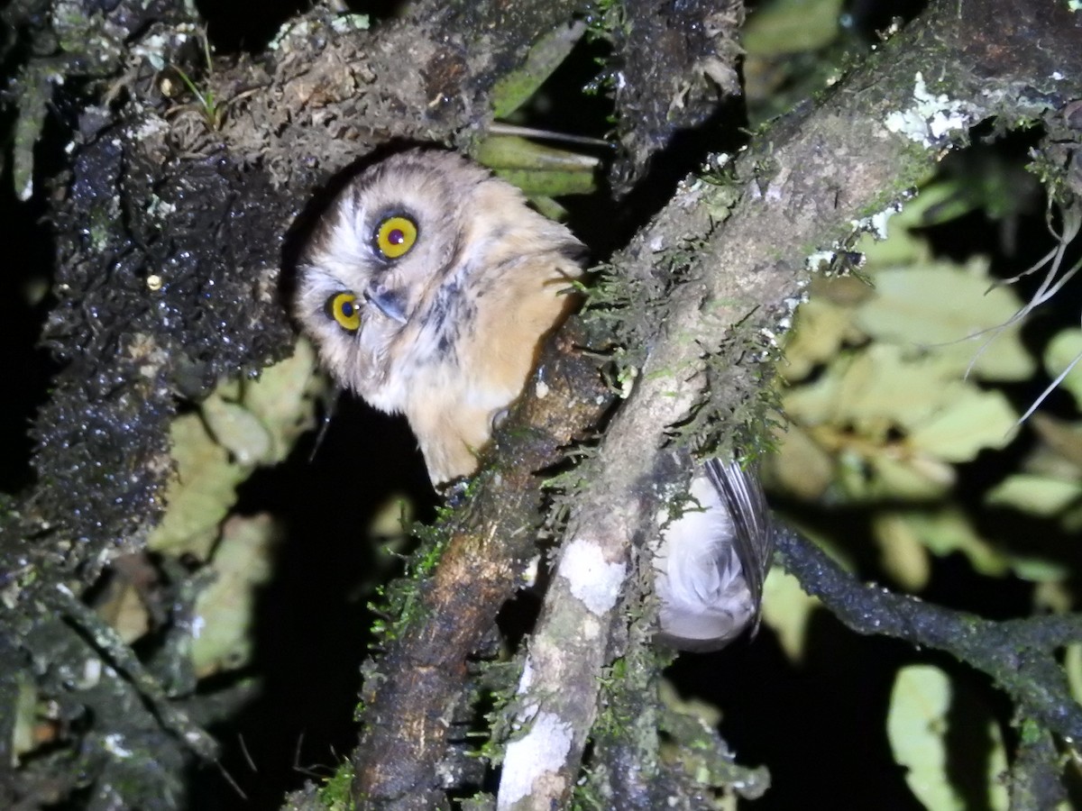 Unspotted Saw-whet Owl - ML64951241