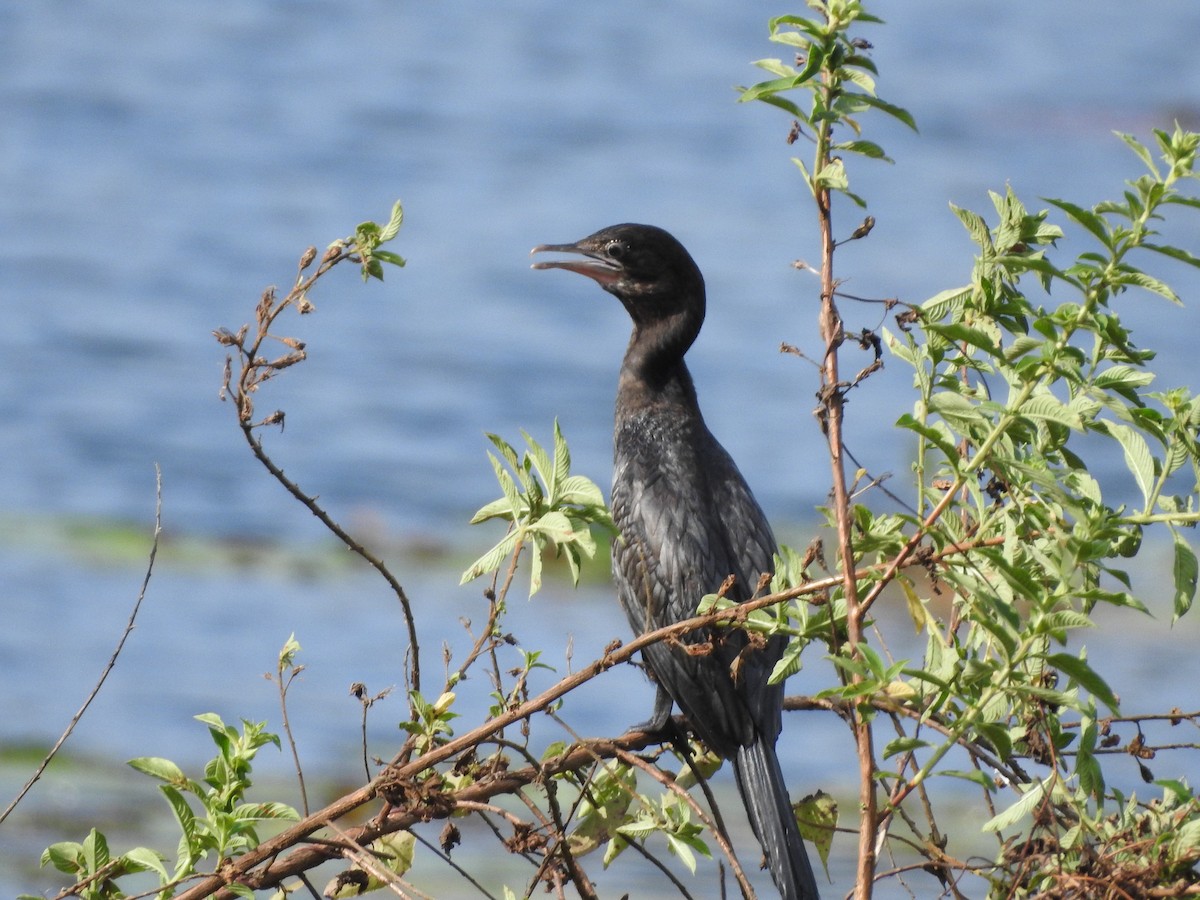 Little Cormorant - GIRISHKUMAR K