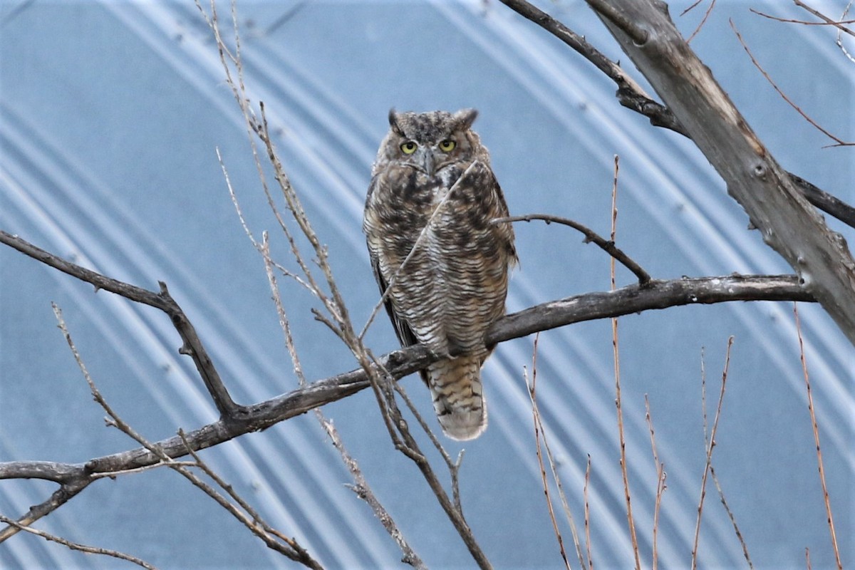 Great Horned Owl - Bob Friedrichs
