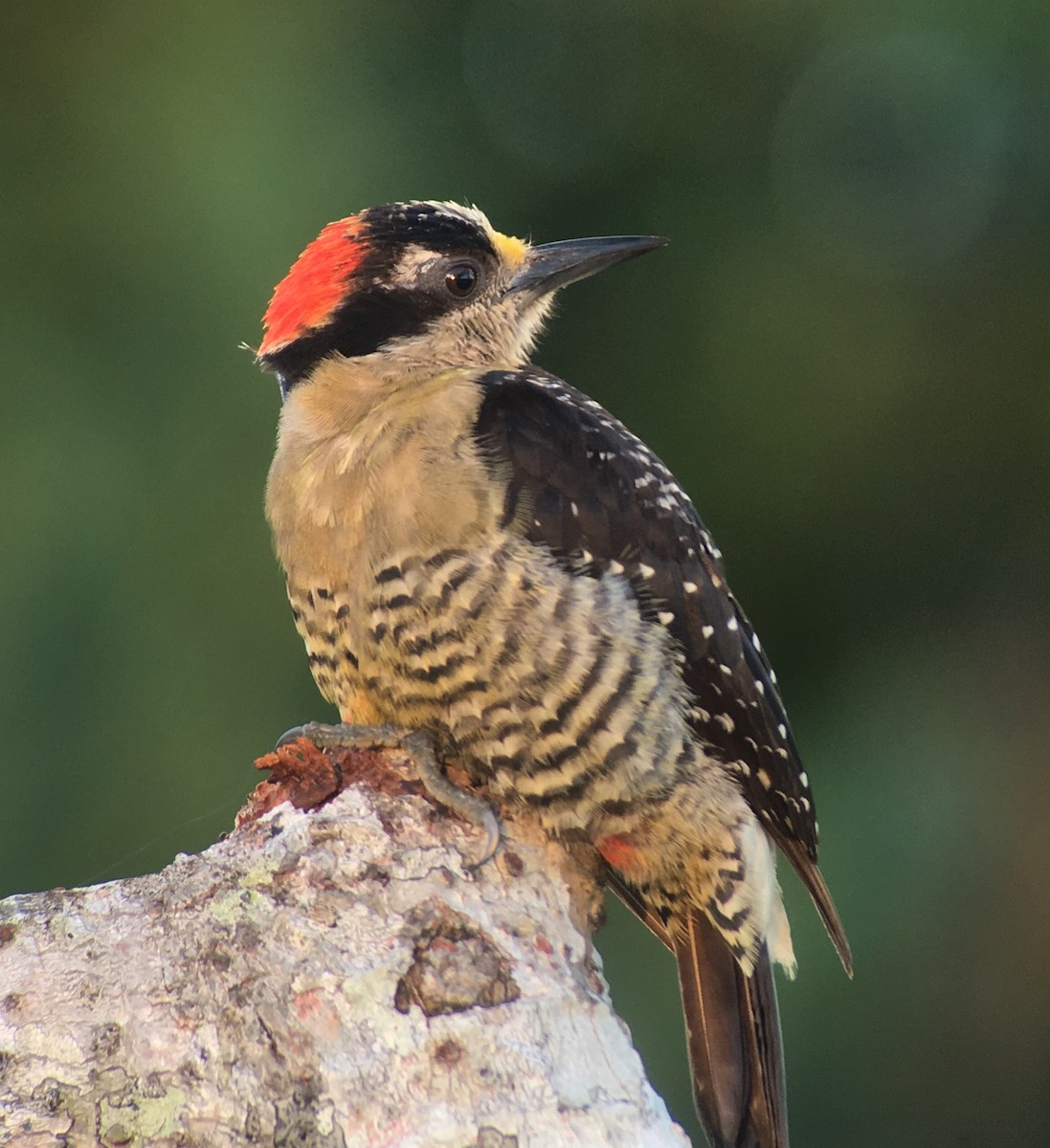 Black-cheeked Woodpecker - Domiciano Alveo - www.whitehawkbirding.com