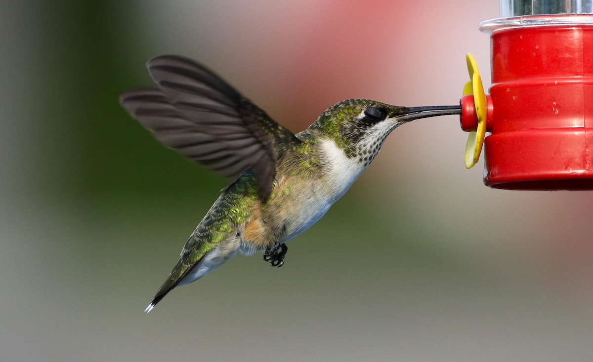 Ruby-throated Hummingbird - Joey Herron
