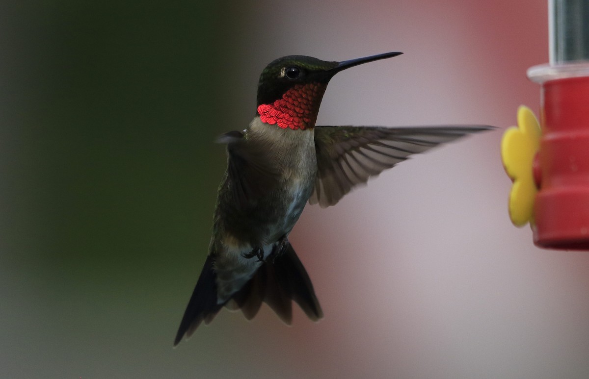 Ruby-throated Hummingbird - ML64961291