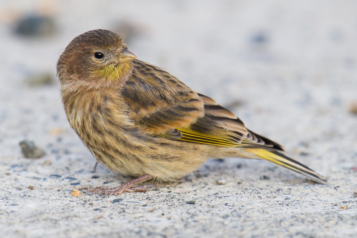 Fire-fronted Serin - ML64961361