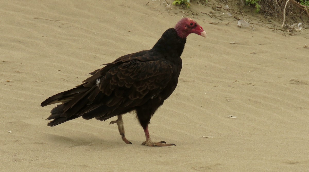 Turkey Vulture - ML64965361