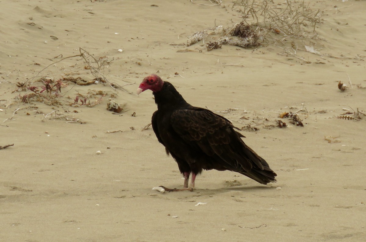 Turkey Vulture - ML64965381